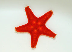 Protoreaster spp. (Orange)
