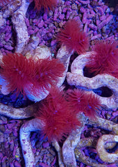 Protula bispiralis (Red)