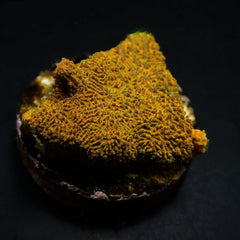 Psammocora spp. (Orange-Green) (frag)