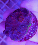 Psammocora spp. (Purple-Green) (frag)