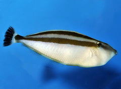 Pseudalutarius nasicornis (male)