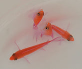 Nemanthias bicolor (female)