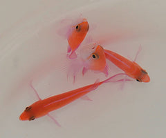 Nemanthias bicolor (female)