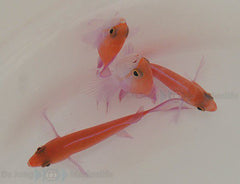 Nemanthias bicolor (male)