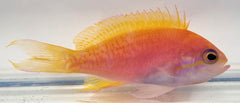 Pseudanthias bimaculatus (female)