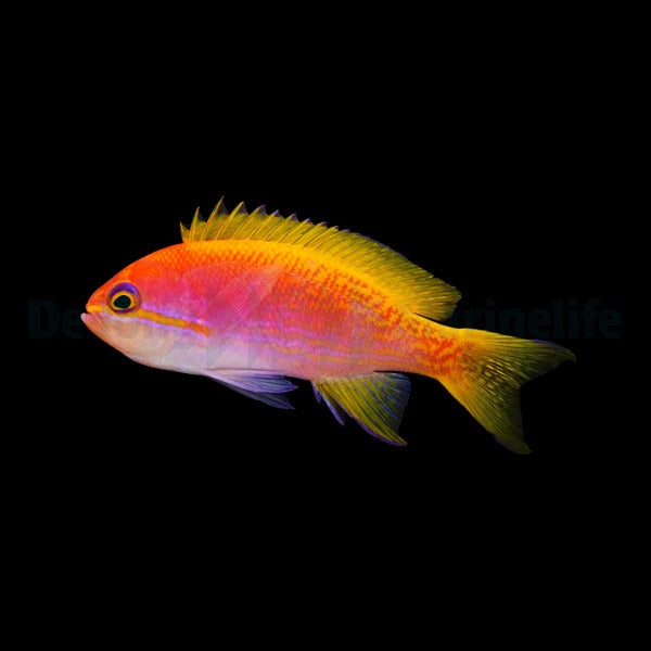 Pseudanthias bimaculatus (female)
