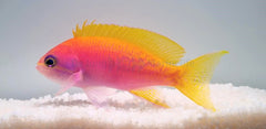 Pseudanthias bimaculatus (female)