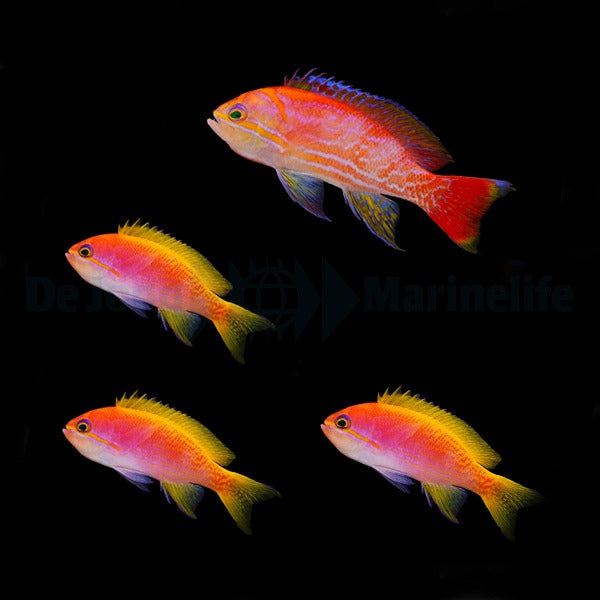 Pseudanthias bimaculatus (male)