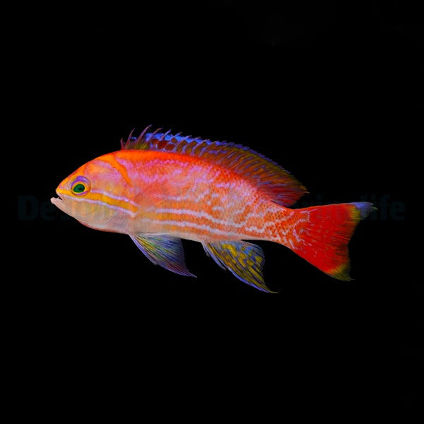 Pseudanthias bimaculatus (male)