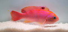 Pseudanthias bimaculatus (male)