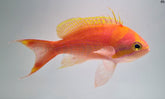Pseudanthias fasciatus (male)