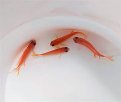 Pseudanthias cheirospilos (female)