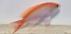 Pseudanthias cooperi