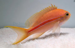 Pseudanthias fasciatus (female)