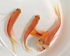 Pseudanthias fasciatus (female)