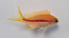 Pseudanthias fasciatus (female)