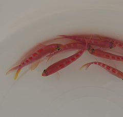 Pyronotanthias flavoguttatus