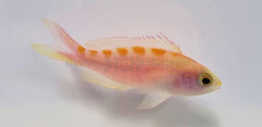 Pyronotanthias flavoguttatus