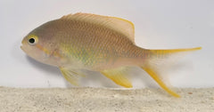 Pseudanthias huchtii (female)