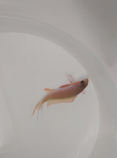 Pseudanthias huchtii (male)