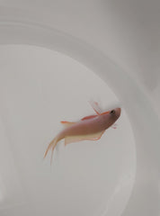 Pseudanthias huchtii (male)