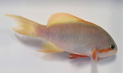 Pseudanthias huchtii (male)