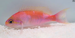Pseudanthias hutomoi