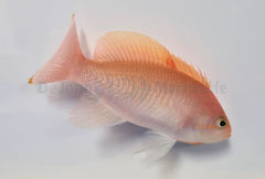 Pseudanthias hypselosoma