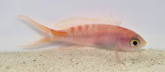 Pyronotanthias lori