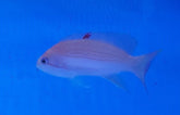 Pseudanthias luzonensis