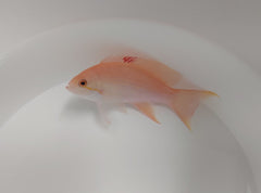 Pseudanthias luzonensis