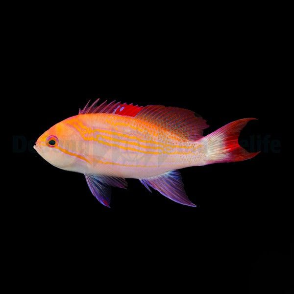 Pseudanthias luzonensis