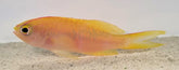 Pyronotanthias parvirostris (female)
