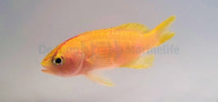 Pyronotanthias parvirostris (female)