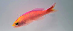 Pyronotanthias parvirostris (male)