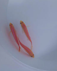 Pyronotanthias parvirostris (male)
