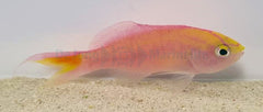 Pyronotanthias parvirostris (male)