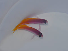 Pseudanthias pictilis (female)