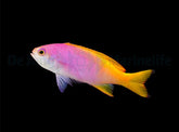 Pseudanthias pictilis (female)
