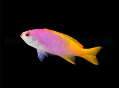 Pseudanthias pictilis (female)