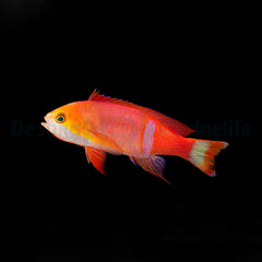 Pseudanthias pictilis (male)