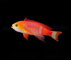 Pseudanthias pictilis (male)