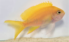 Pseudanthias pleurotaenia (female)