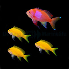 Pseudanthias pleurotaenia (male)