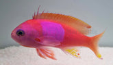 Pseudanthias pleurotaenia (male)