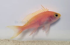 Pseudanthias pulcherrimus (female)