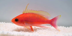 Pseudanthias pulcherrimus (male)