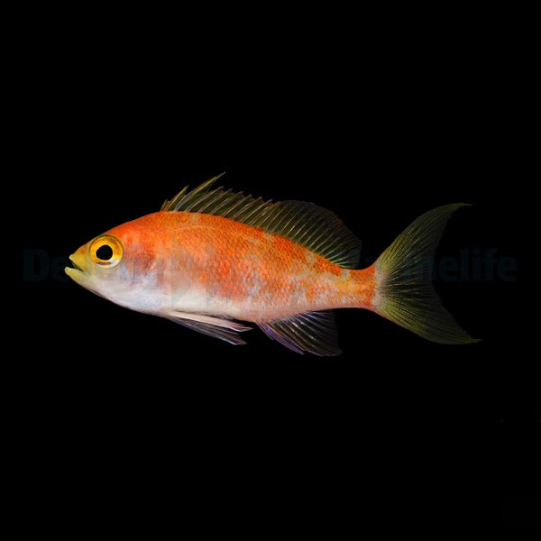 Pseudanthias pulcherrimus (female)