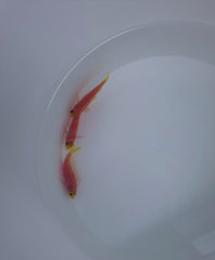 Pseudanthias pulcherrimus (female)