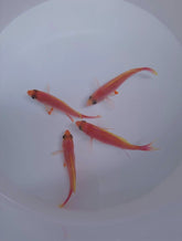 Pseudanthias pulcherrimus (male)